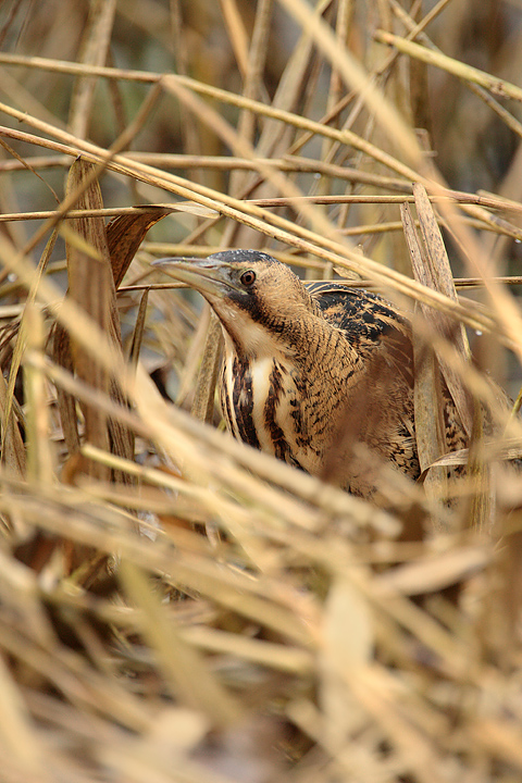 the reed creeper 
