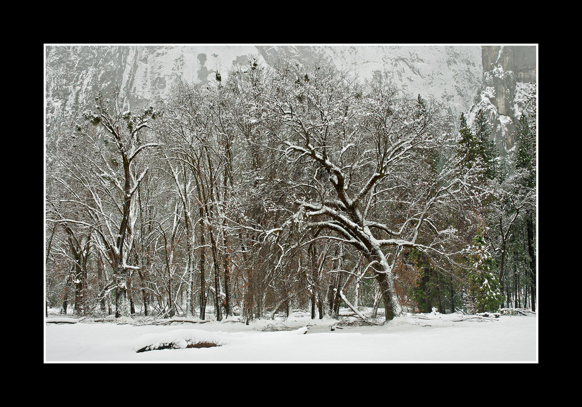 Oaks in Winter White