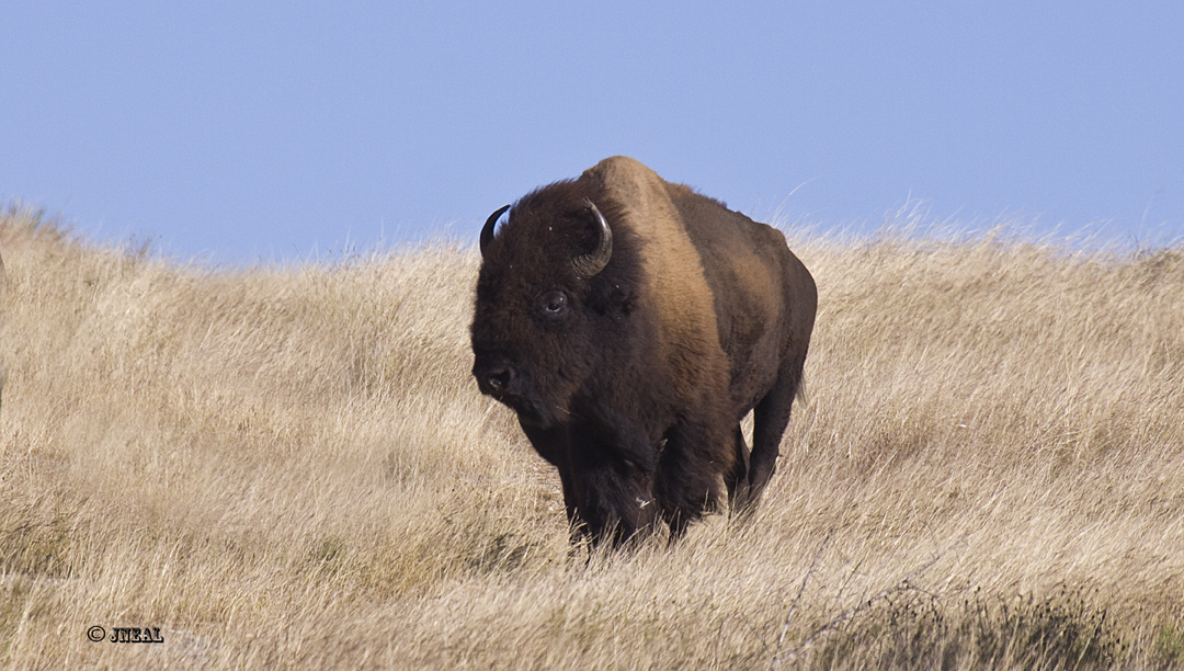 Texas Bison