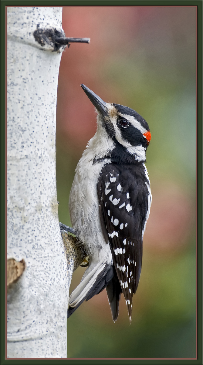 Hairy Woodpecker