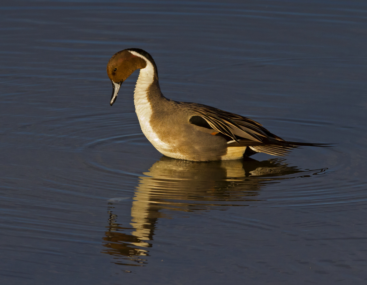 Northern Pintail