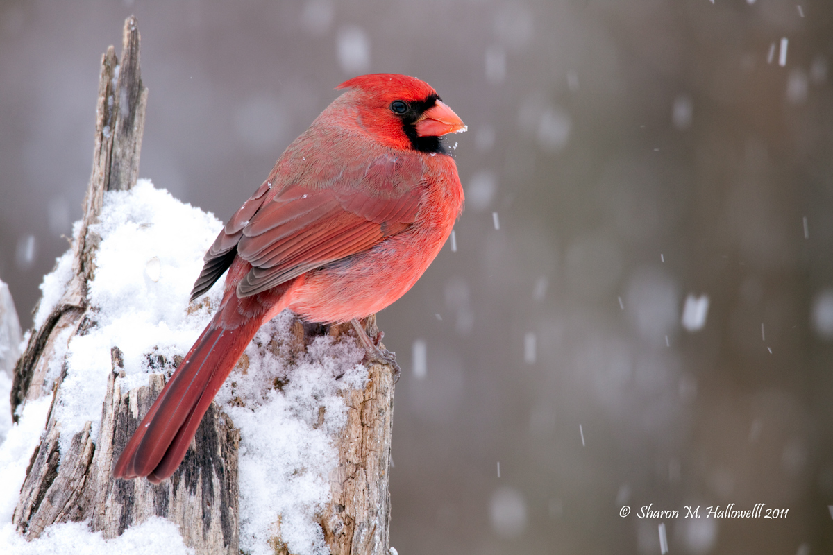 Splash of Red