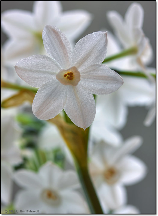 Paper White