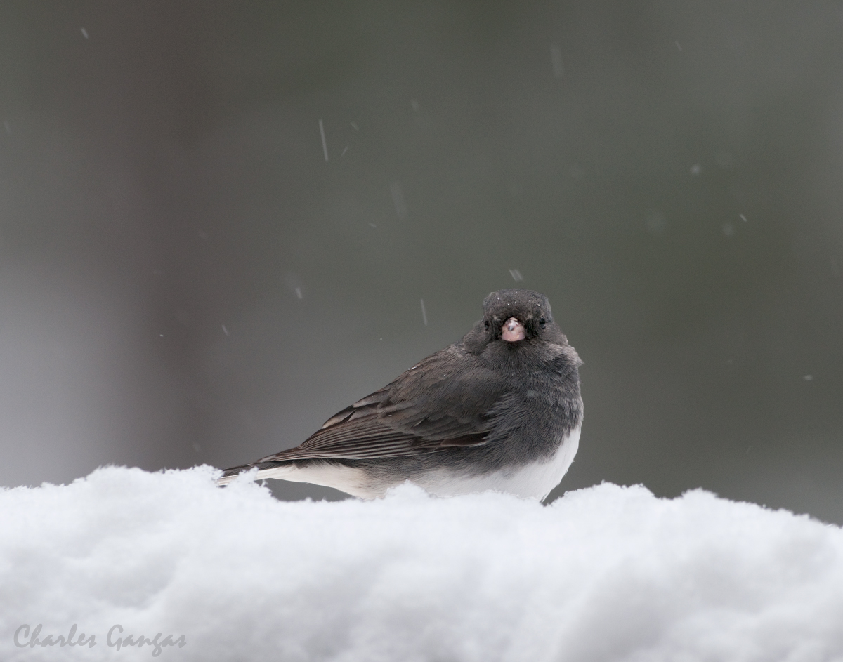 Dark-eyed Junco