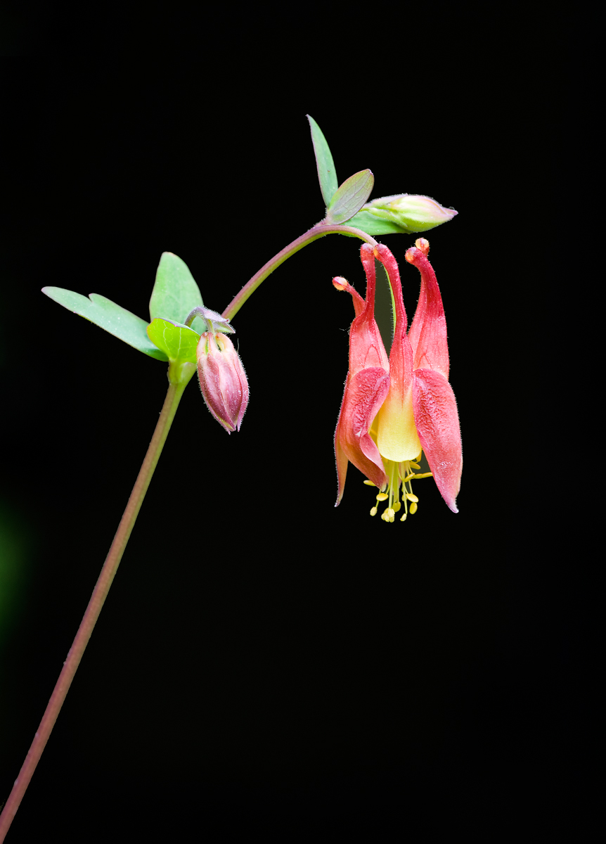 Columbine