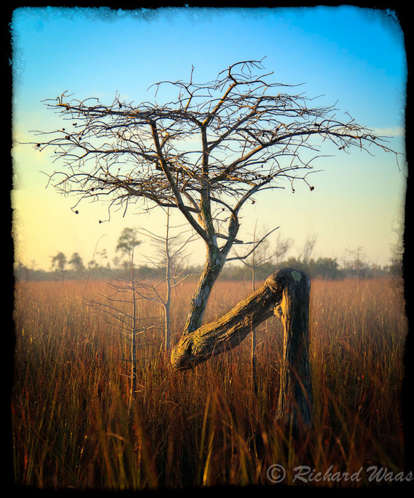"Z" Cypress