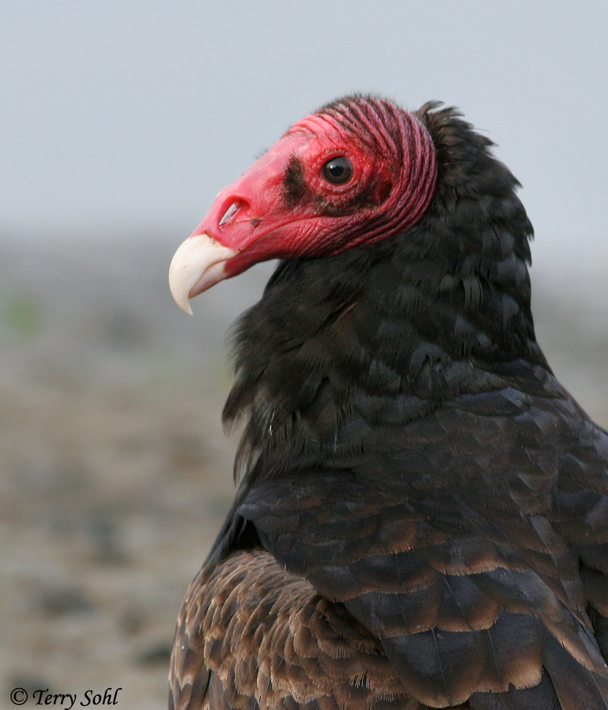 Vulture Portrait