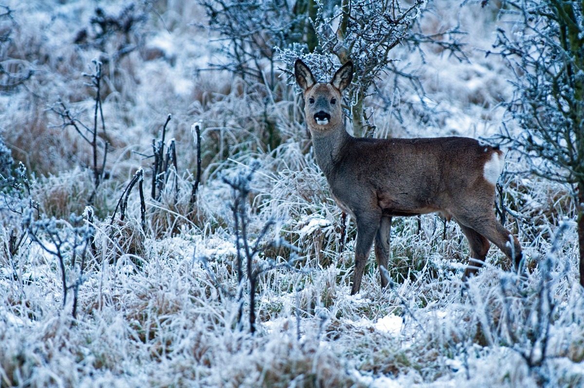 Roe Deer in Hoar Frost