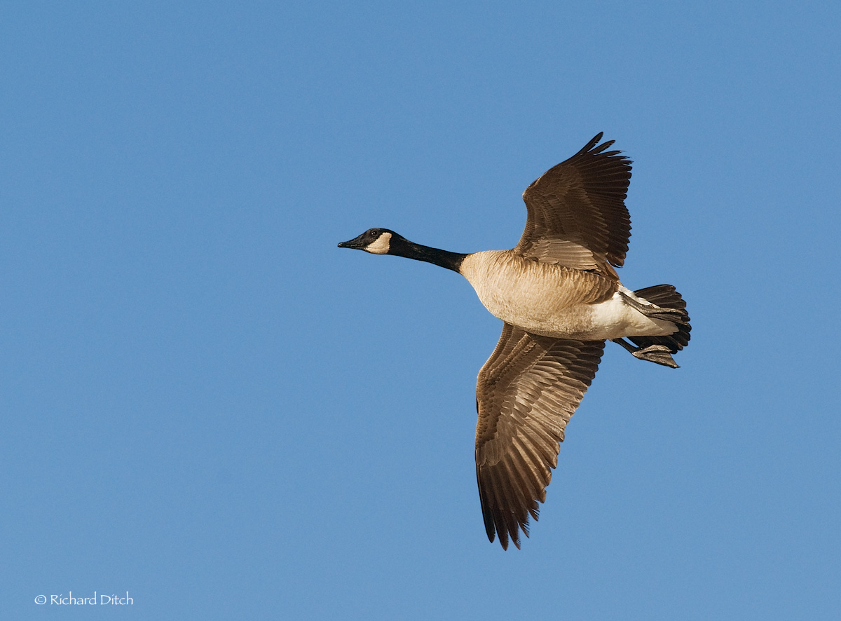 Canada Goose