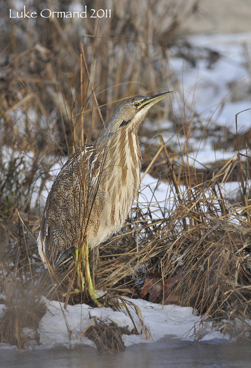 American Bittern