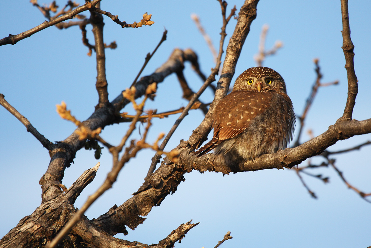 Finally, a N. Pygmy Owl