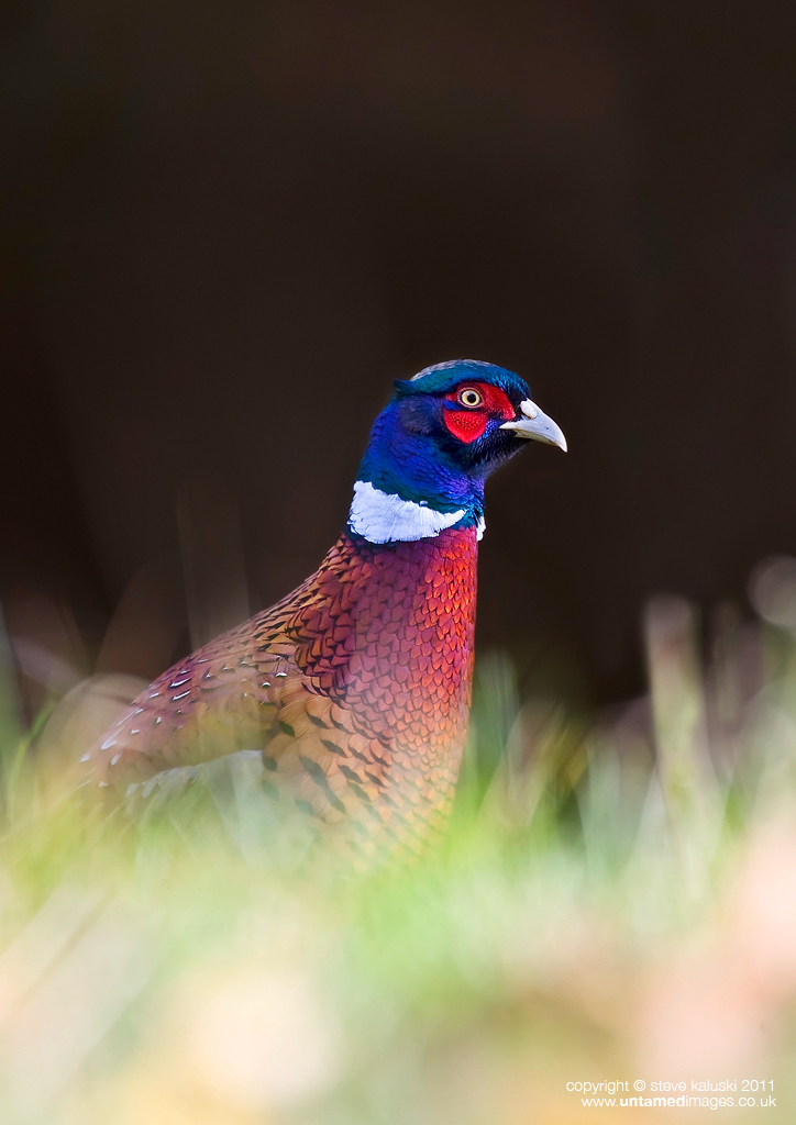 Pheasant 
