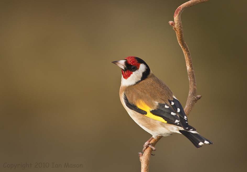 Goldfinch (on a stick)