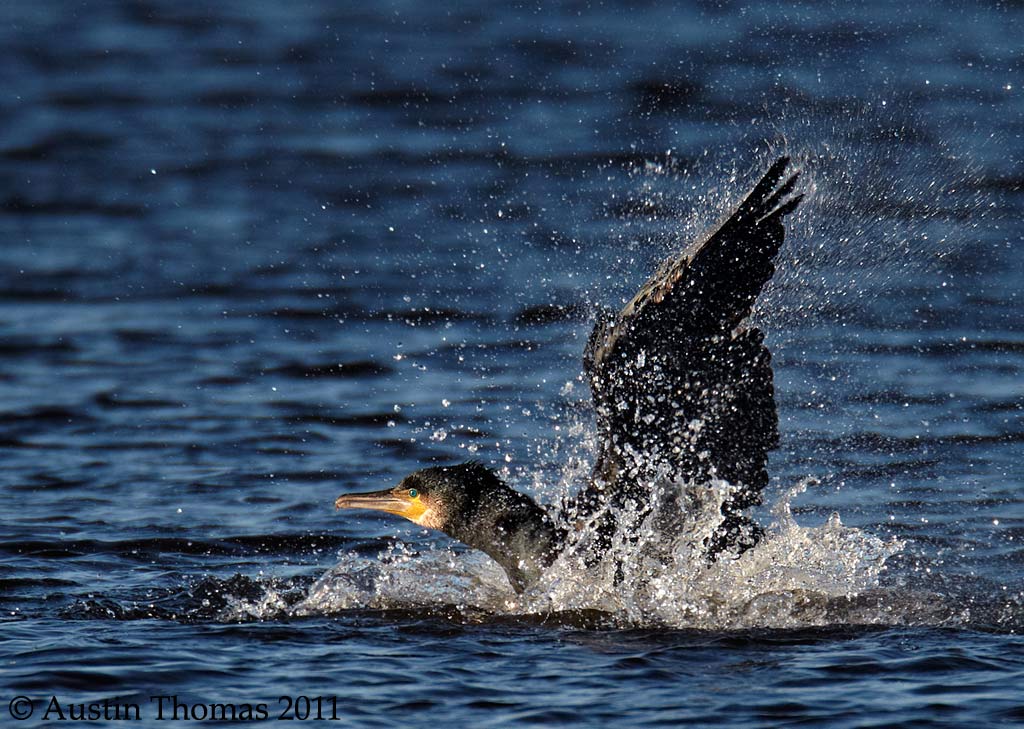 Cormorant splashing