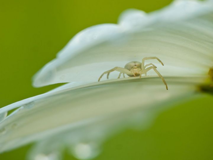 Itsy Bitsy Spider + repost