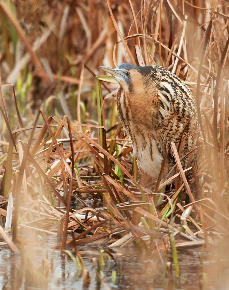 Bittern
