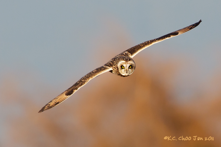 Short-eared Owl