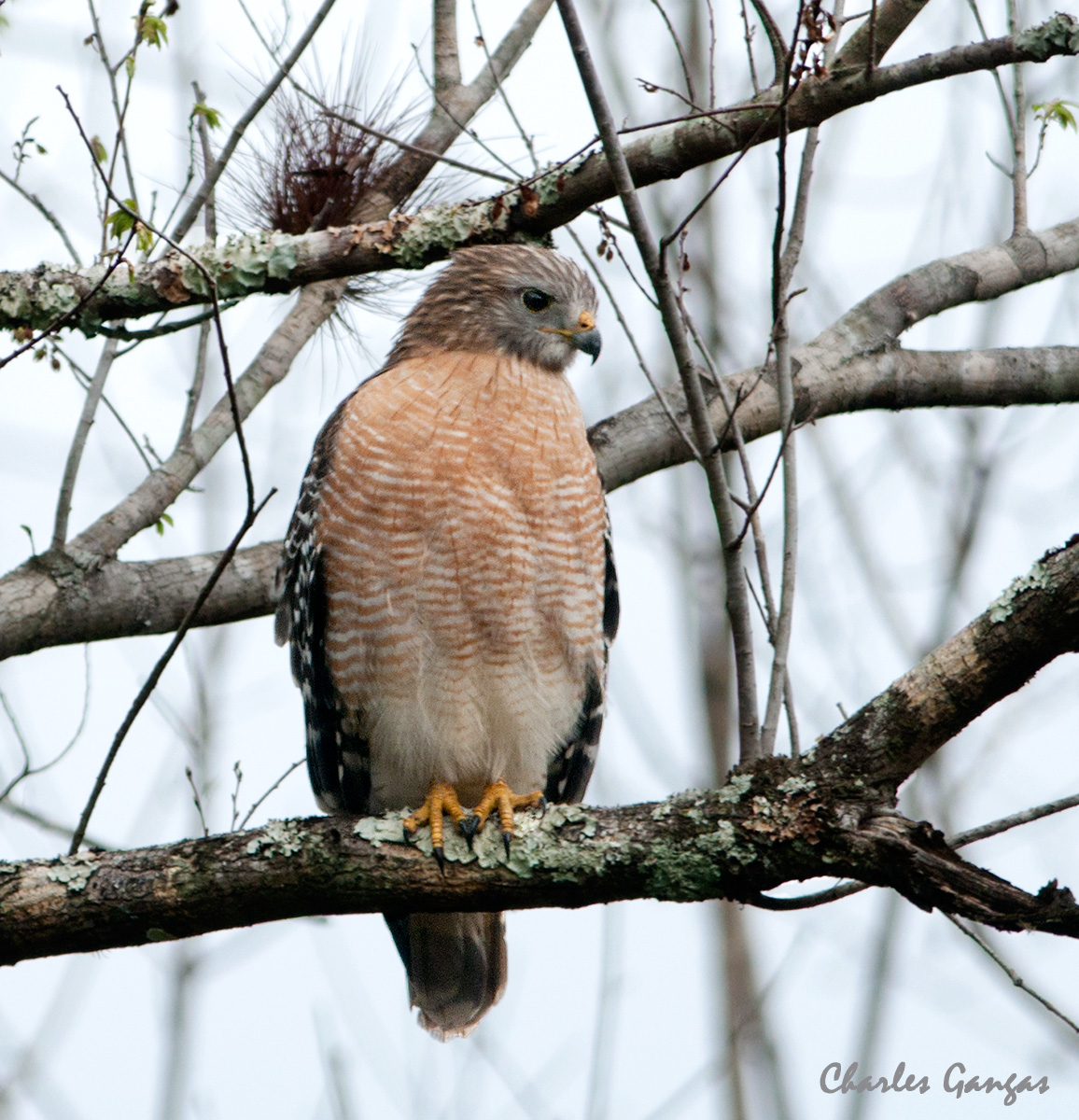 Red-shouldered Hawk