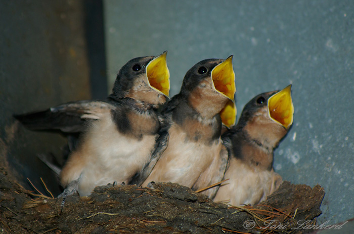 Singing for their Supper