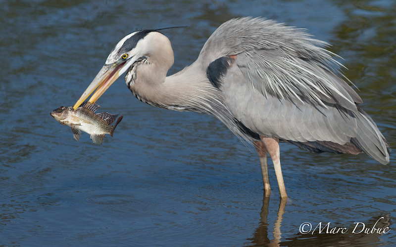 Great Blue Heron