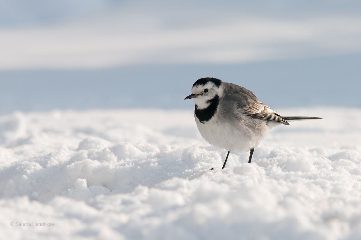 White Wagtail