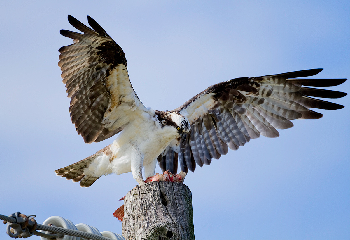 Repost - Osprey With Fish