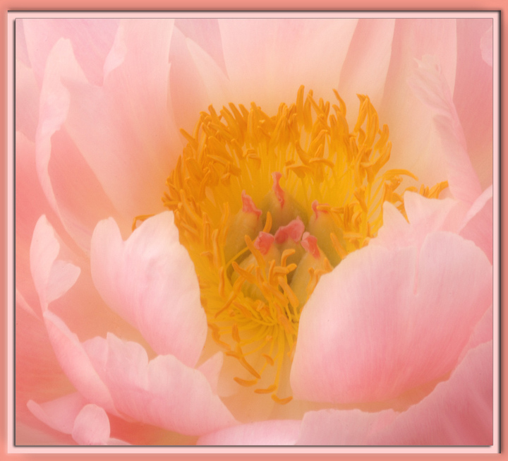 Pink Perfection