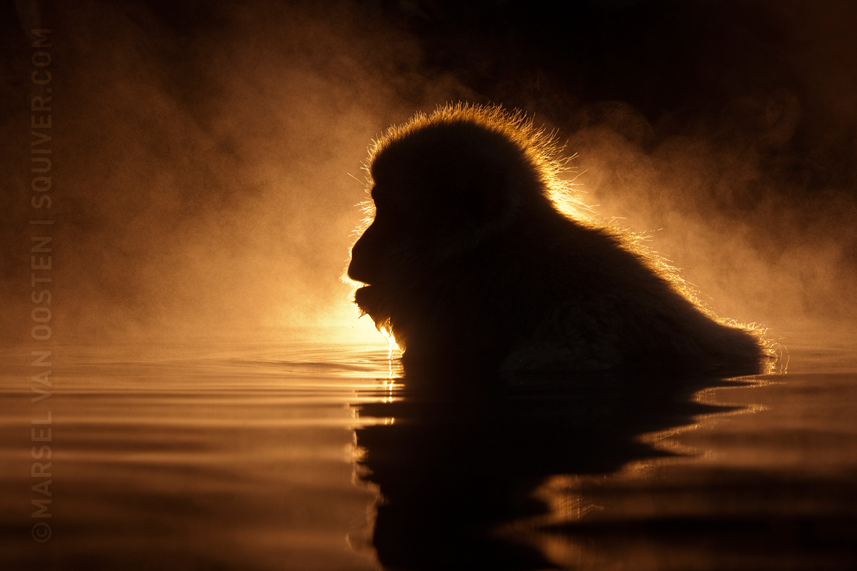 Macaca fuscata iluminata