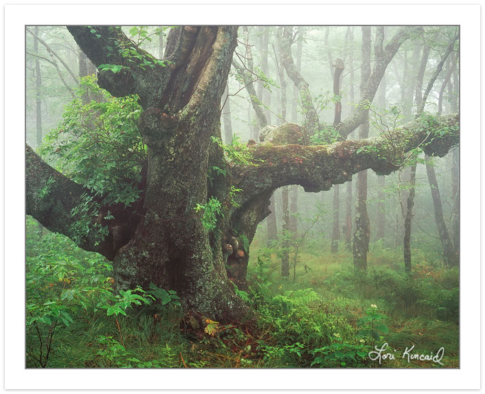 Mother Tree
