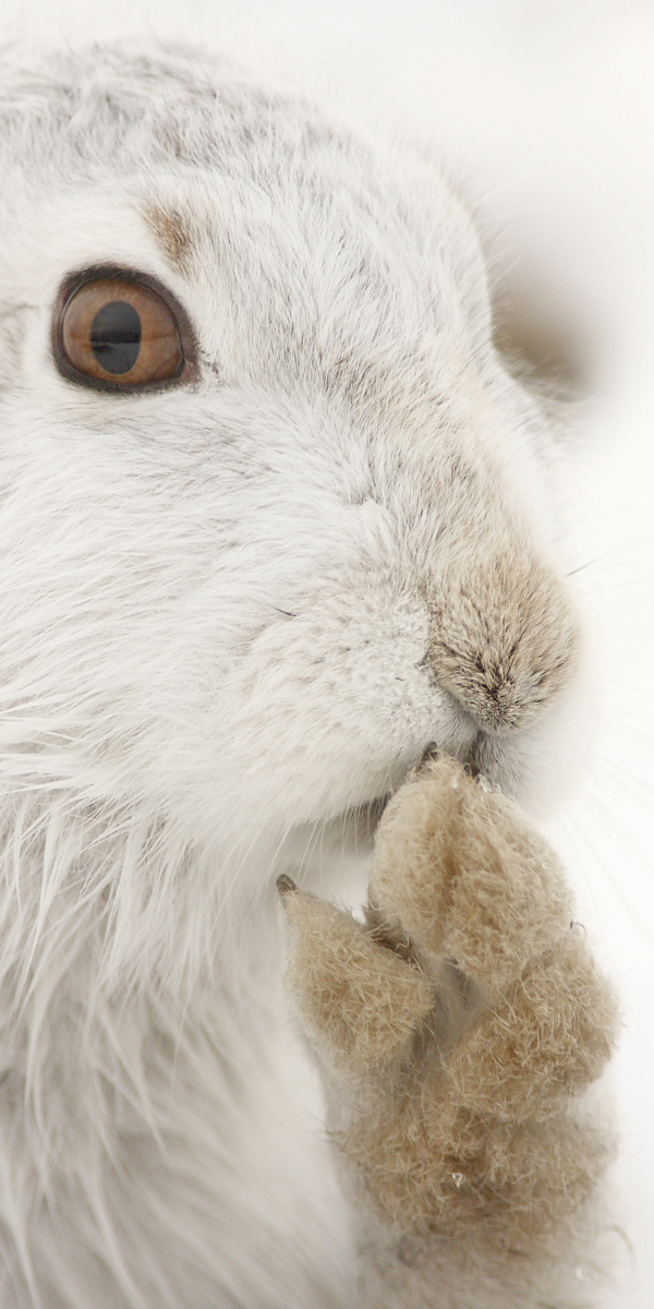 Mountain hare 