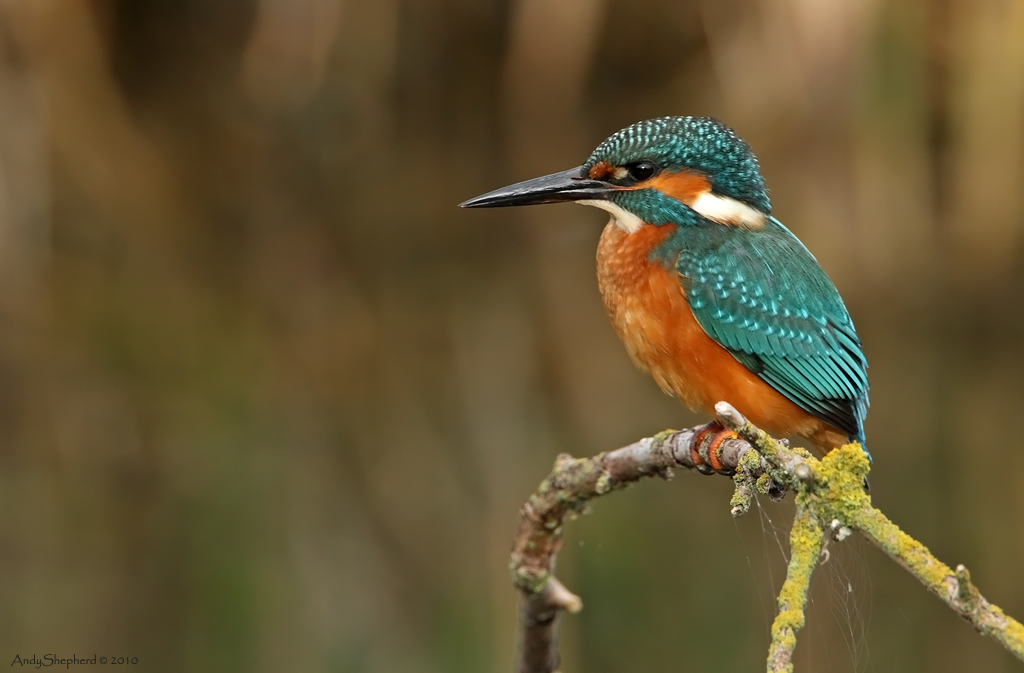 Kingfisher