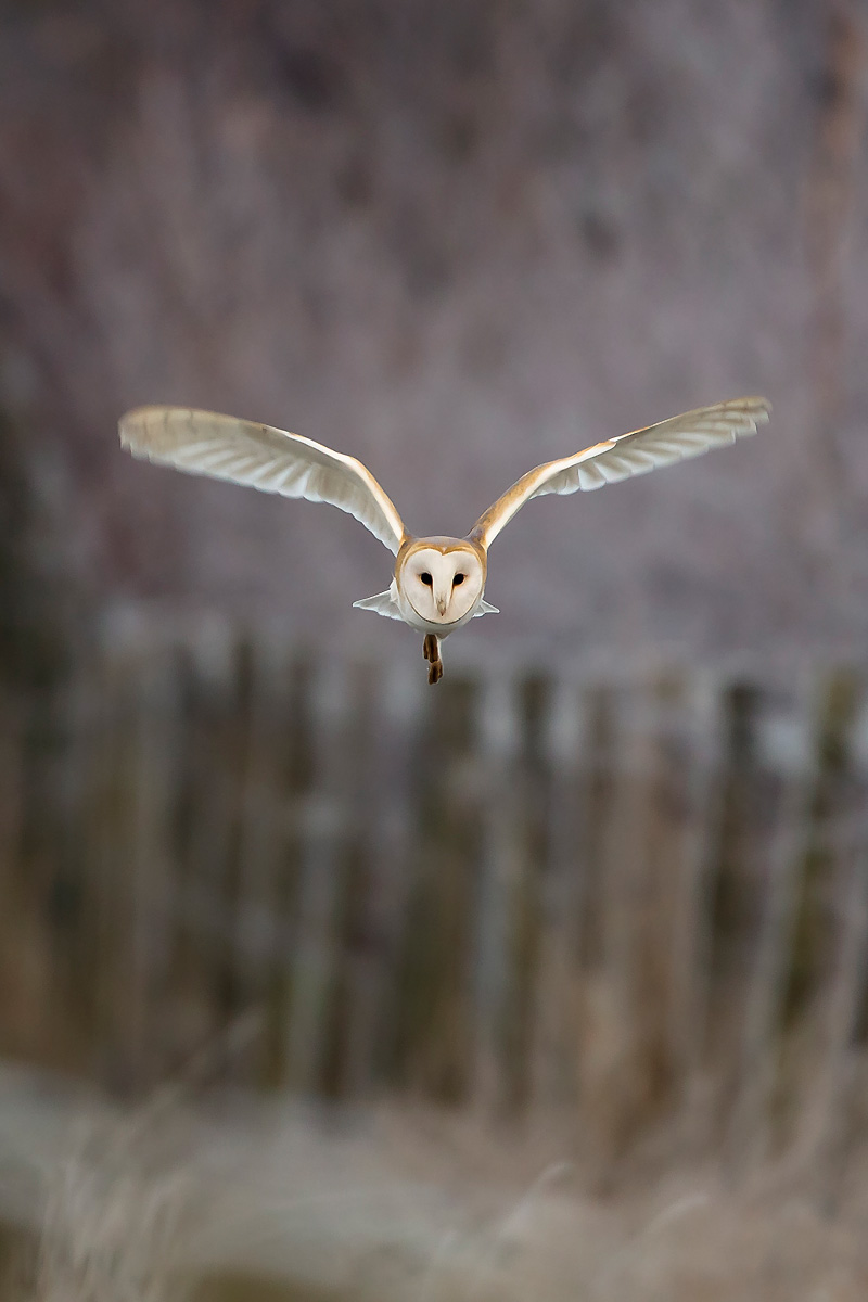 Barn Owl in Flight