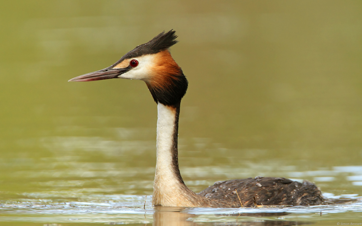 Great Crested Grebe