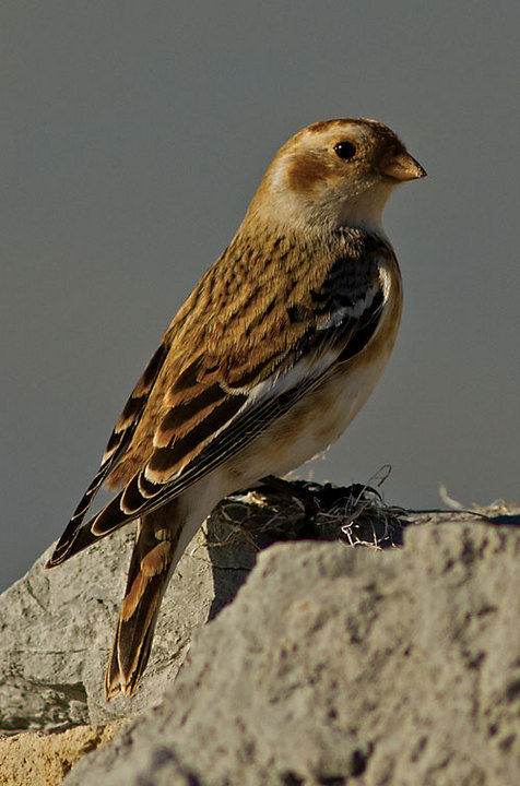 Snow-Bunting