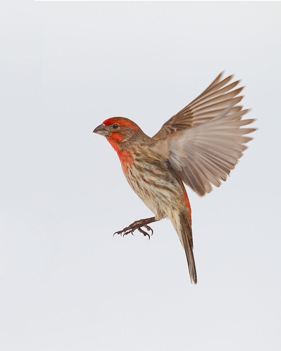House Finch Flight