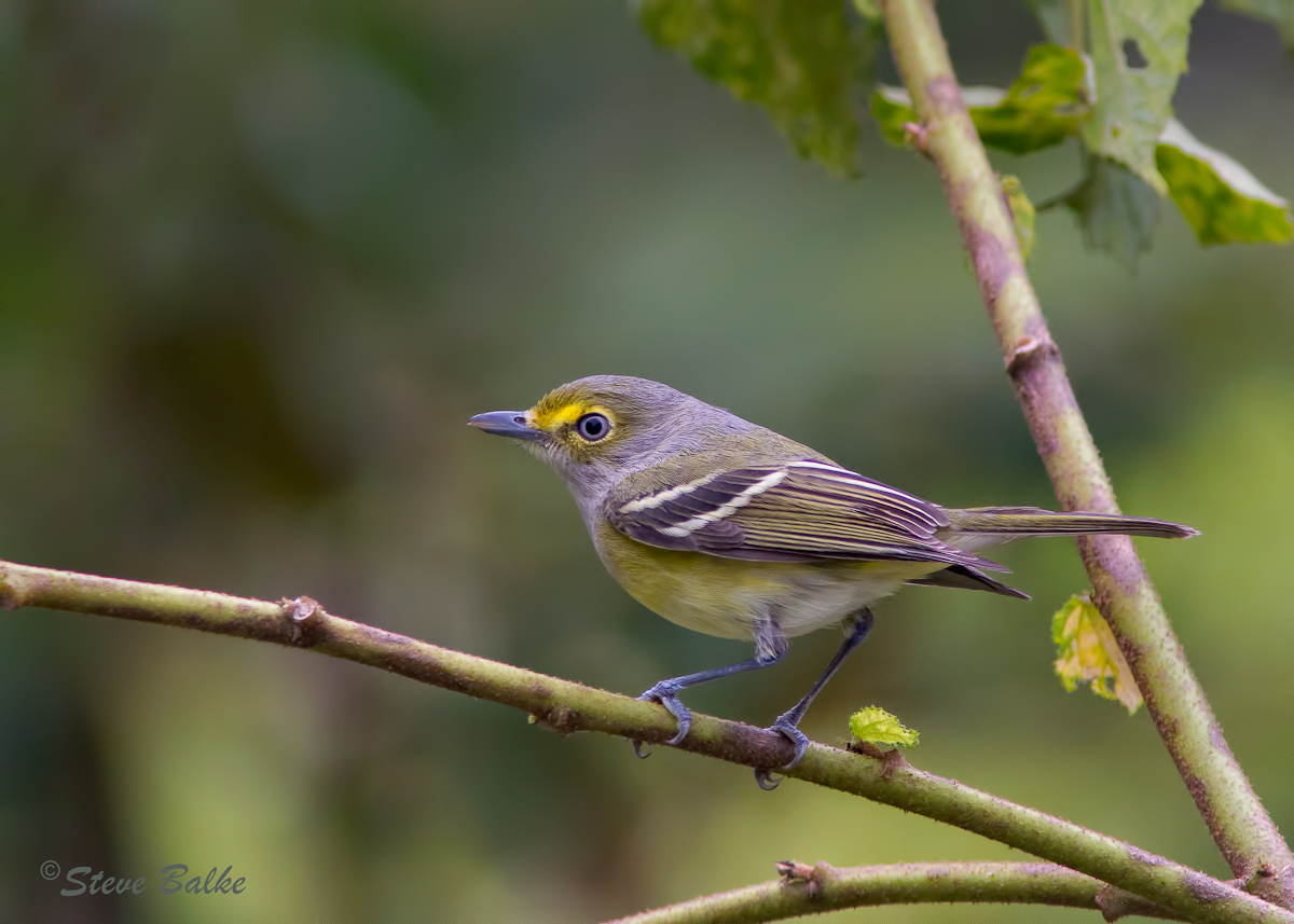 Thick-Billed Vireo