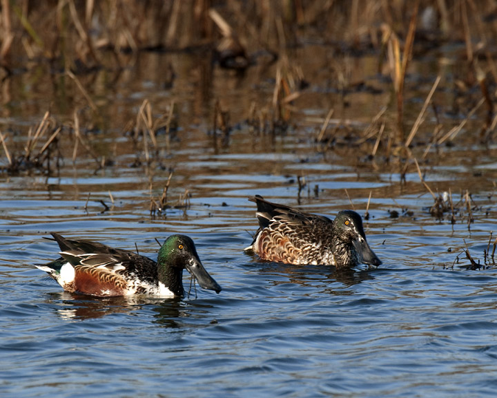 Shovelers