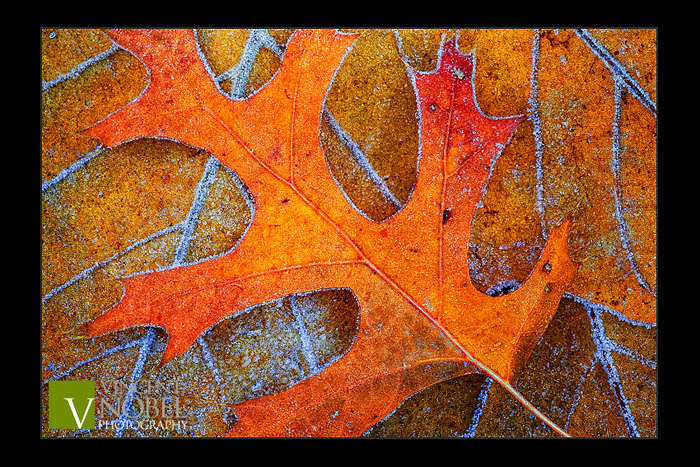 A Contrast in Frost