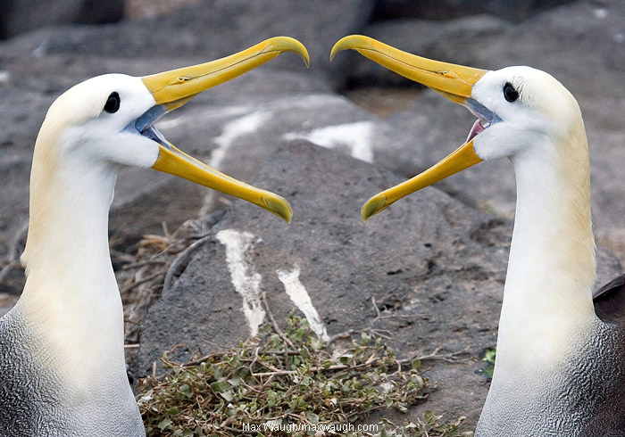 W. Albatross Courtship