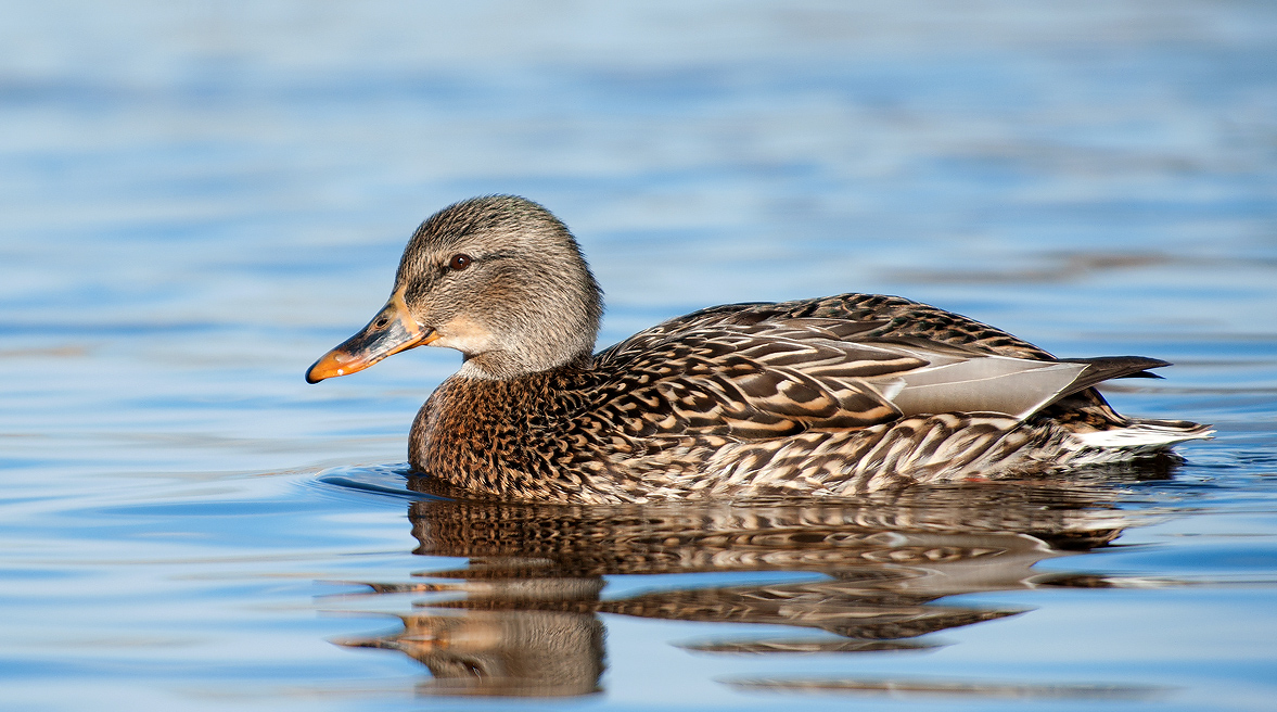 Female Mallard