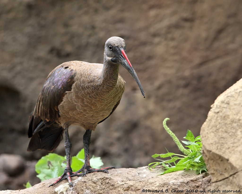 Hadada Ibis