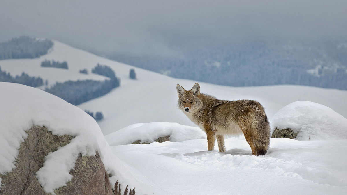Coyote in Yellowstone