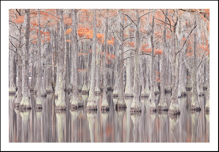 Cypress Stand
