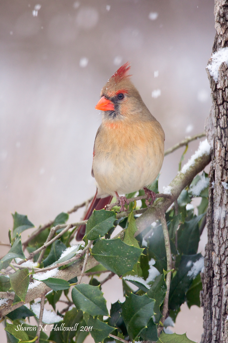 Winter Cardinal