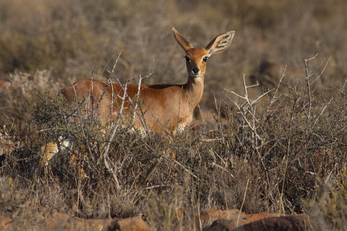 Karoo Steenbok
