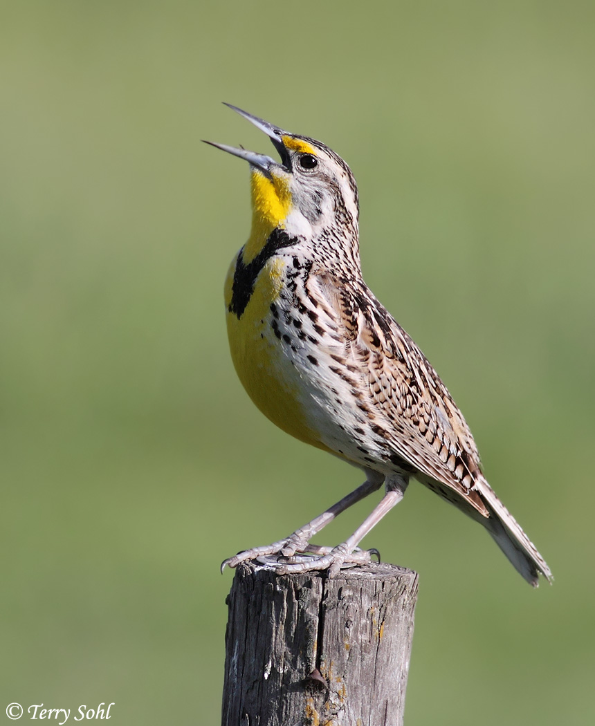Western Meadowlark