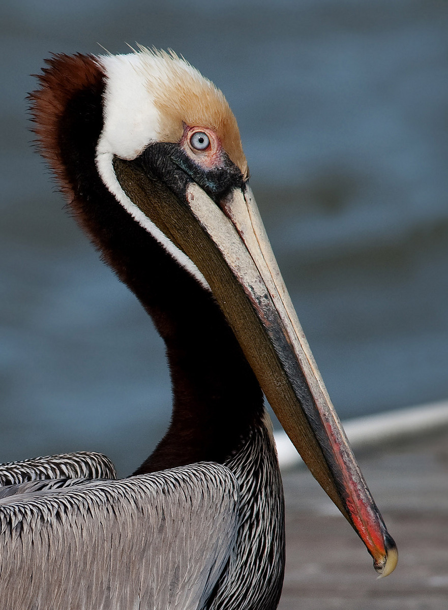Brown Pelican