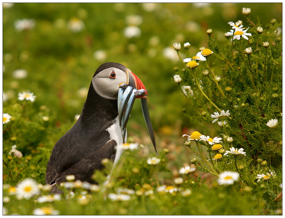Puffin in daisies