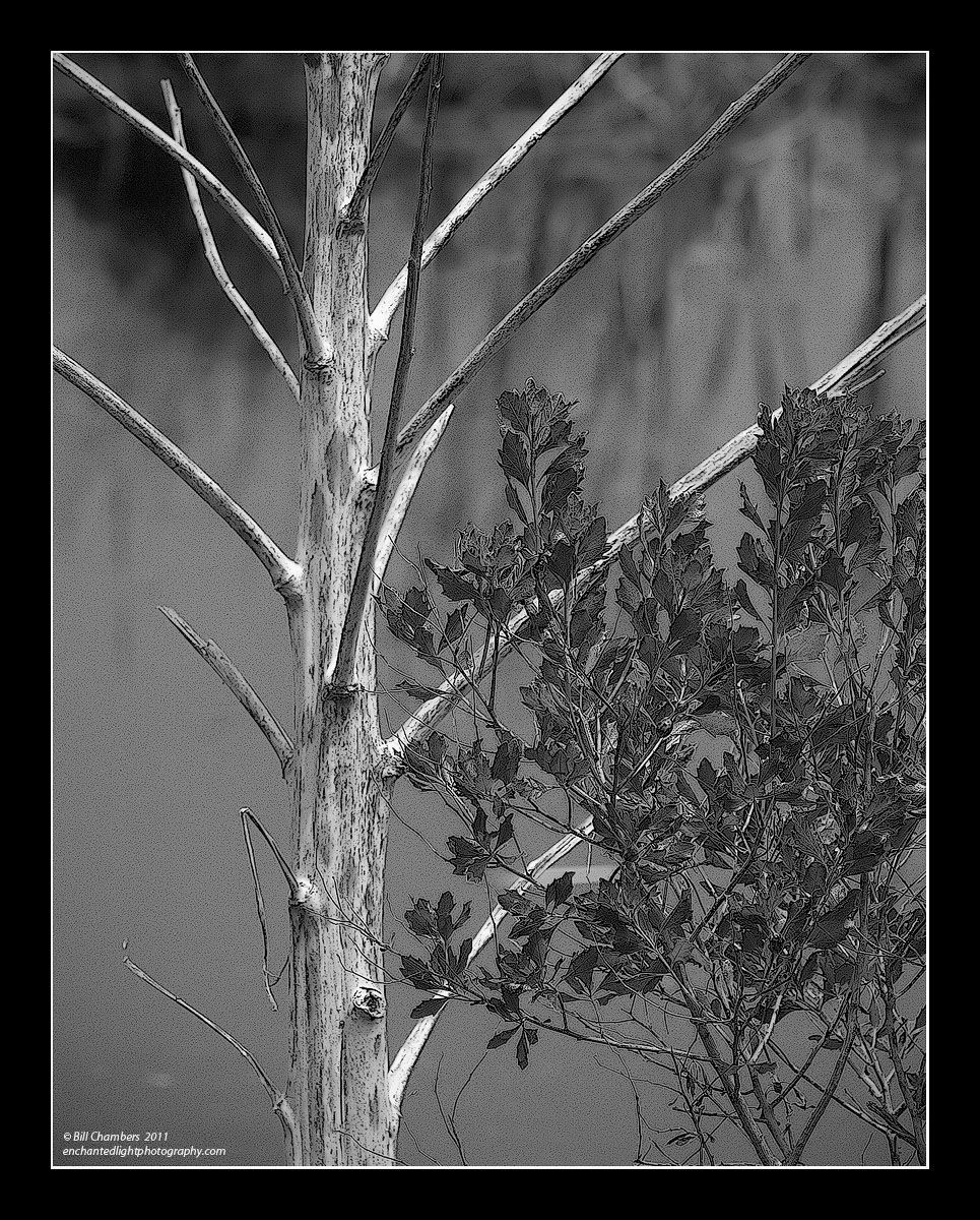 Tree & Bush