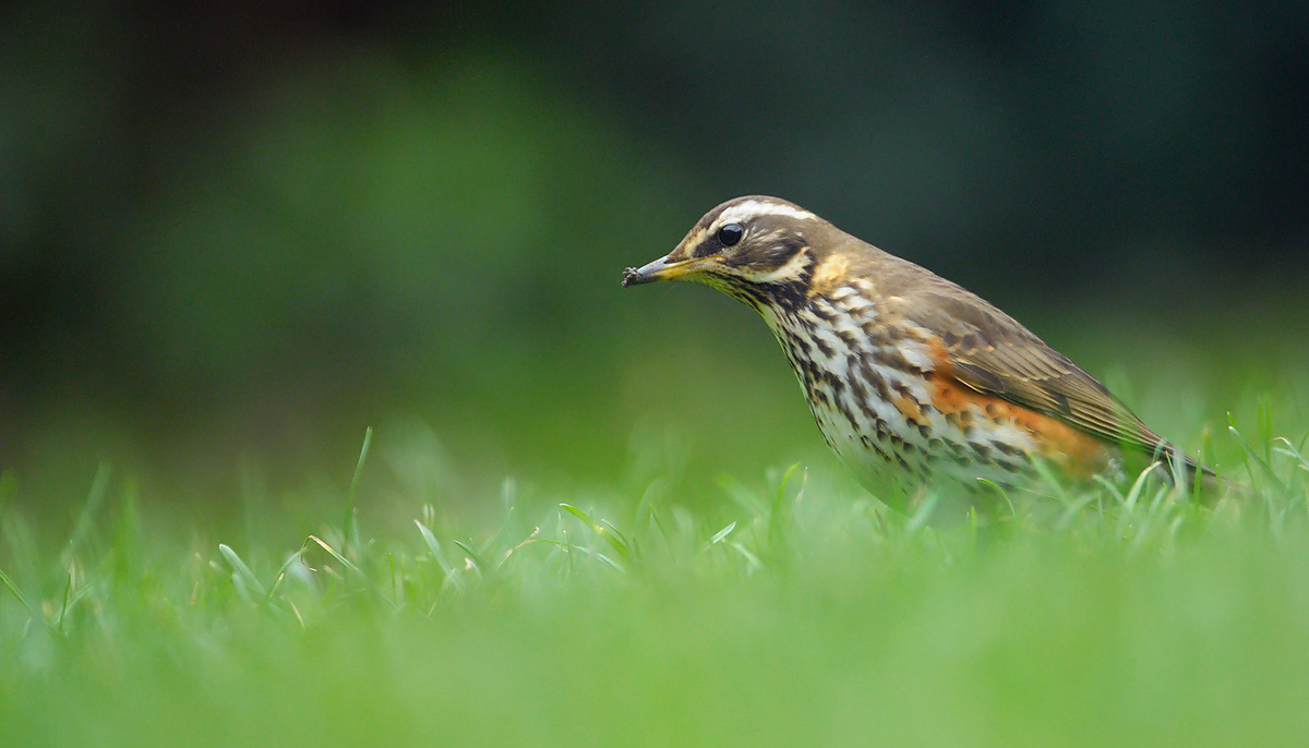Redwing